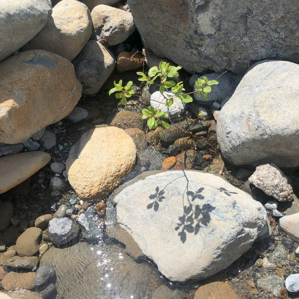 A small green plant casts a shadow on a large sunny rock in a stony streambed.