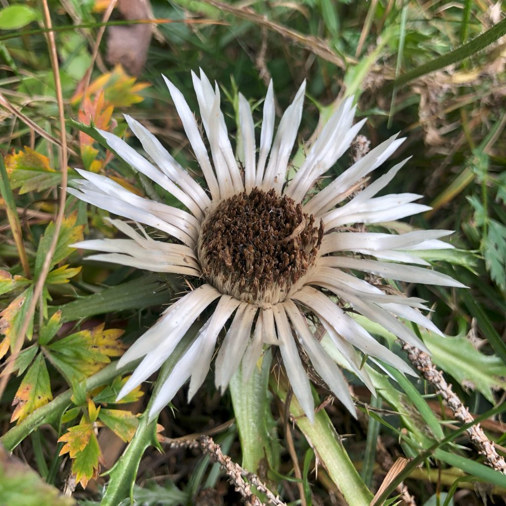 A white thistle flower with a black center surrounded by green leaves